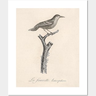 The Leucopteran Warbler Posters and Art